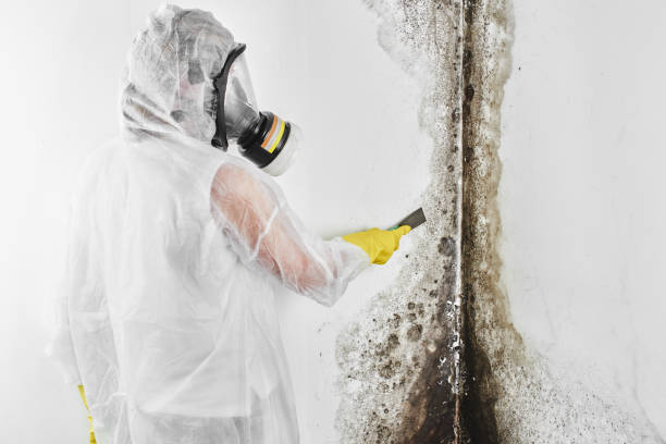 Best Mold Removal Process  in Louisville, NE
