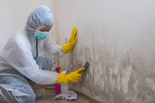 Mold Removal Process in Louisville, NE