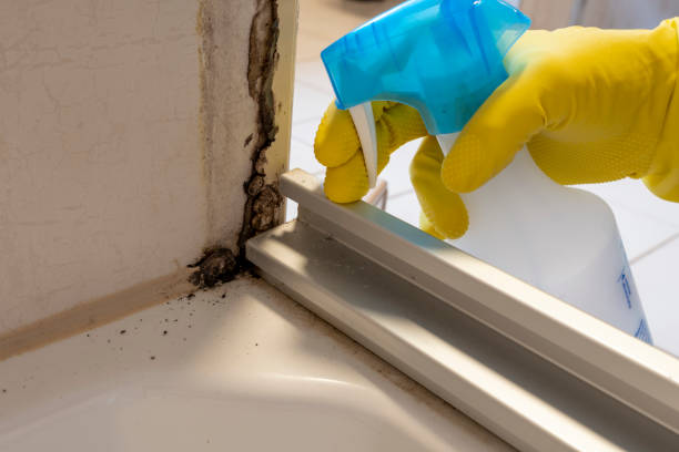 Best Local Mold Removal Service  in Louisville, NE
