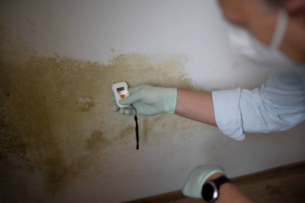 Best Toxic Mold Removal  in Louisville, NE