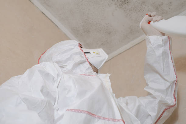 Best Local Mold Removal Service  in Louisville, NE