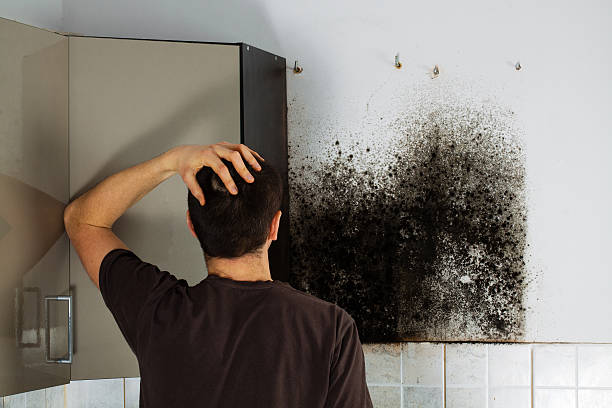 Best Residential Mold Removal  in Louisville, NE